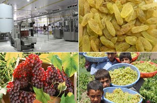 منطقه ترشیز نیازمند ساخت کارخانه صنایع تبدیلی و تکمیلی محصول انگور