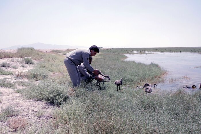 نجات جان جوجه فلامینگو‌ها در تالاب بختگان