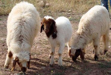 تولید 72 راس گوسفند کردی حامل ژن دوقلوزایی در شیروان
