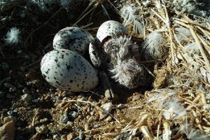 تخم گذاری پرندگان آبزی و کنار آبزی در جزایر دریاچه سد زاینده رود