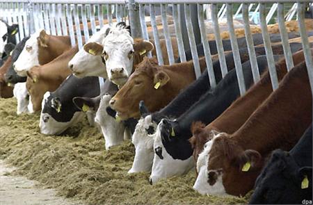 بهره برداری از طرح پرورش گاو شیری در سپیدان