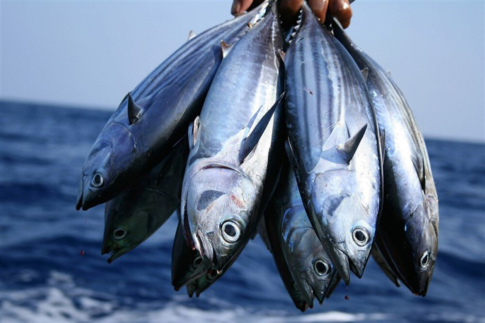 در مورد مسمومیت هیستامینی ناشی از مصرف ماهی بیشتر بدانیم