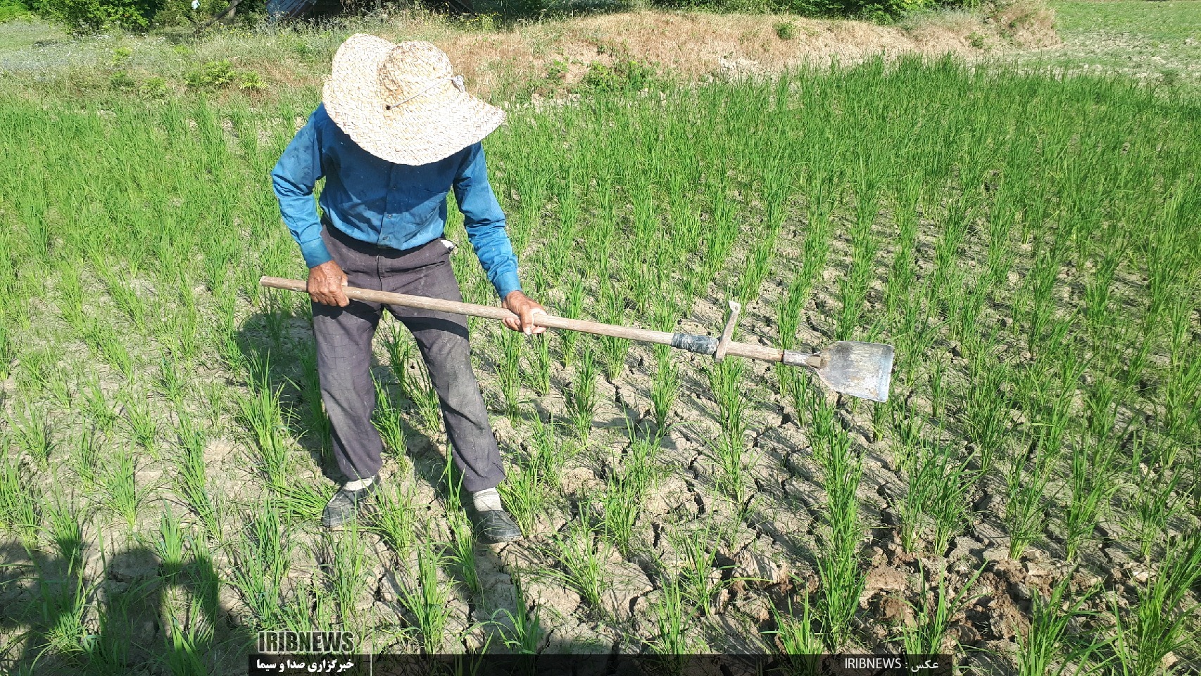 کم آبی شالیزارهای برخی از مناطق گیلان