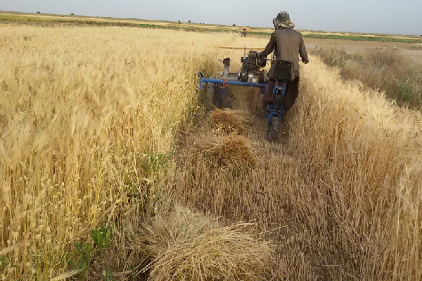 پیش بینی برداشت بیش از ۱۰ هزار تن محصول جو در خوشاب