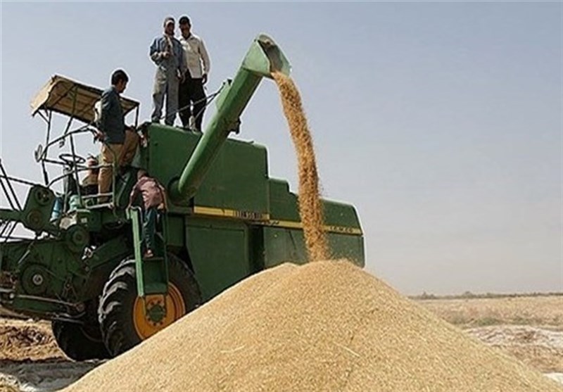 افزایش ۸۰ درصدی خرید گندم در استان