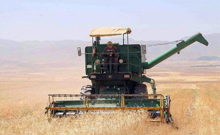 برداشت غلات در جوین با 53 دستگاه کمباین بومی و مهاجر