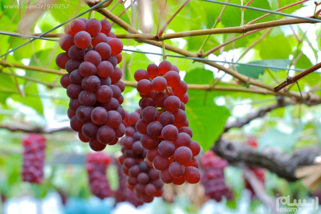 پیش بینی افزایش ۱۵۰ تنی برداشت انگور