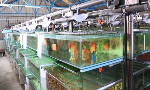 صید اشتغال با پرورش ماهیان زینتی