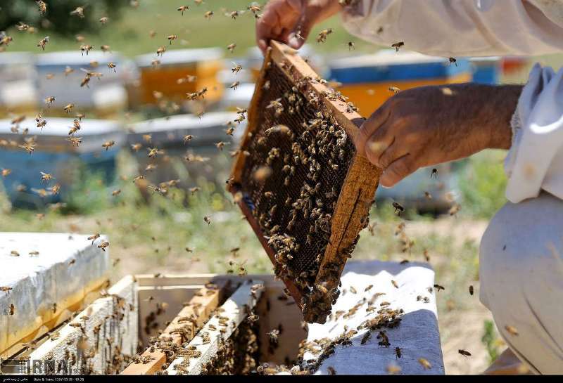 برداشت یک هزار و ۶۰۰ تن عسل بهاره در فارس