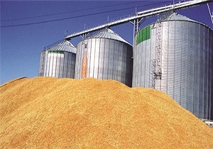 خرید بیش از ۶ هزار تن گندم در شهرستان البرز