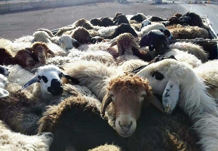 گوسفند قاچاق در ارسنجان