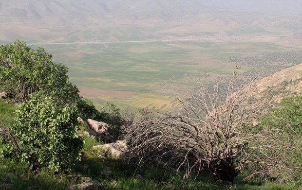 شیوع پدیده خشکیدگی درختان بلوط در جنگل های فارس