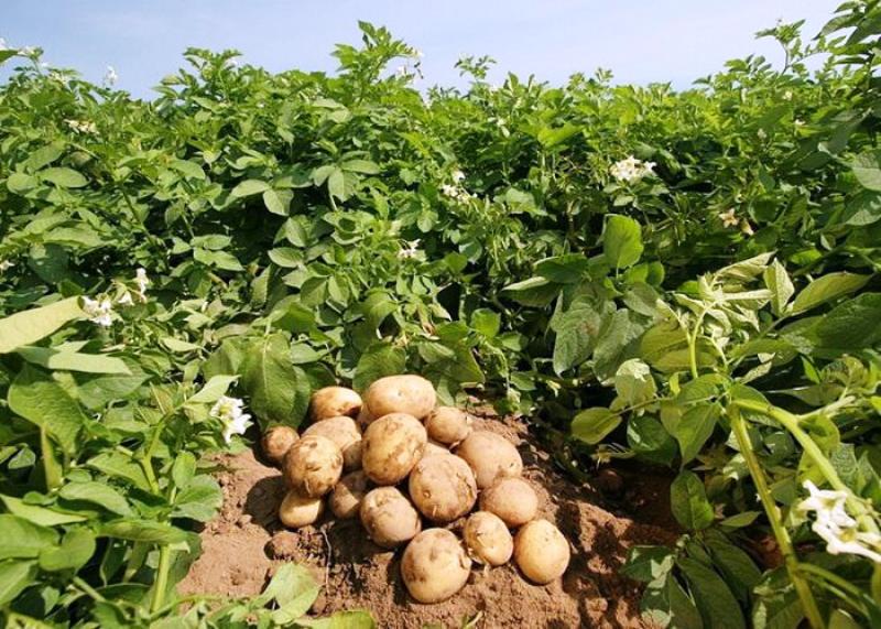 افزایش 10 درصدی کشت سیب زمینی در دامغان