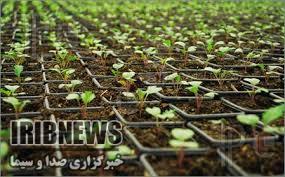 صدور نخستین مجوز تولید نشاء گیاهان داروی در عنبرآباد