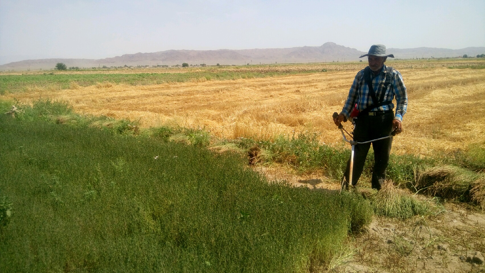 برداشت گیاه مرزه از مزارع درجغتای