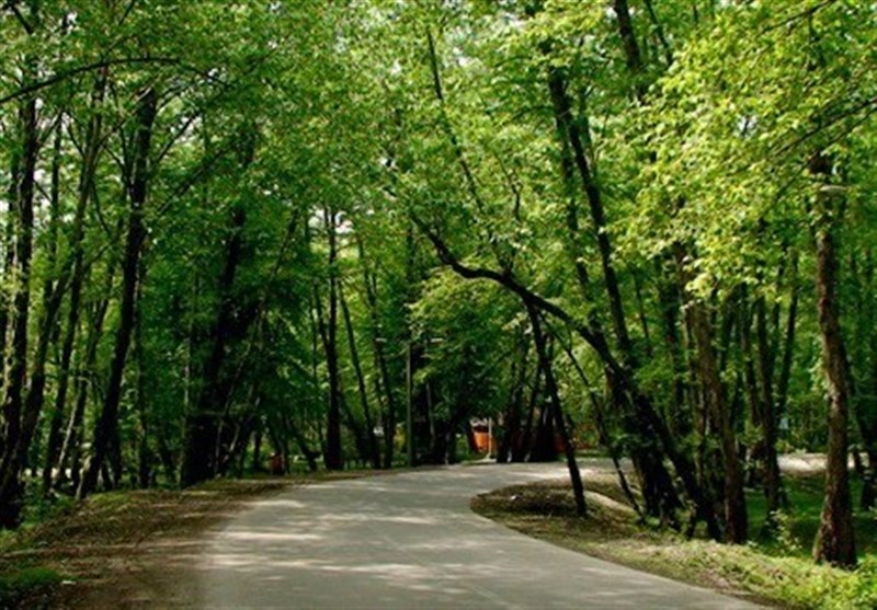 شناسایی 19 جامعه جنگلي در چهارمحال و بختیاری