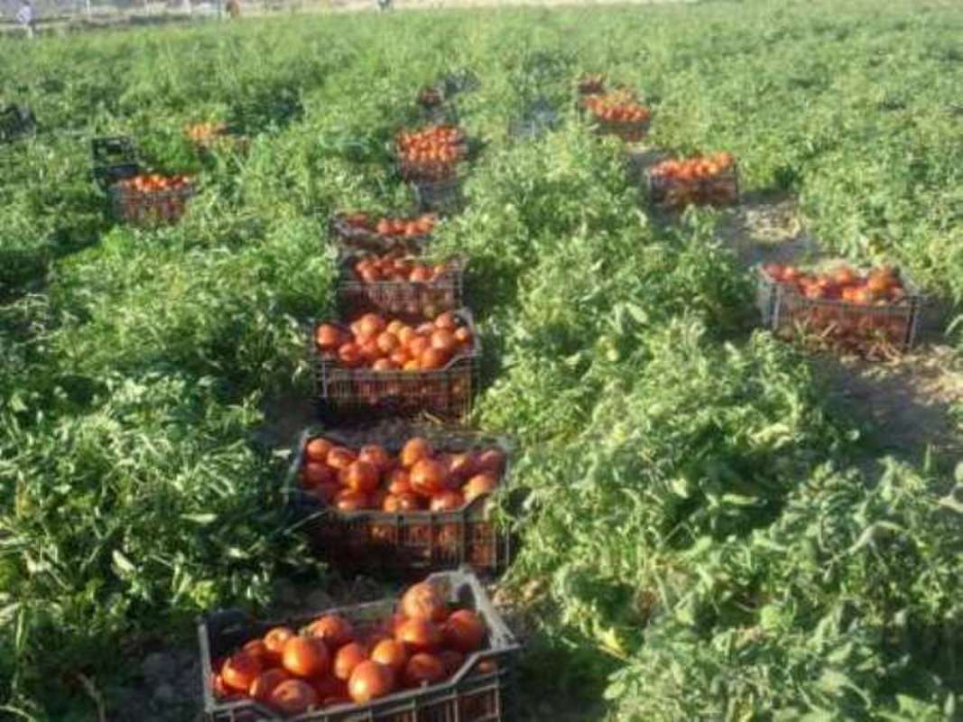 برداشت گوجه فرنگی در گچساران