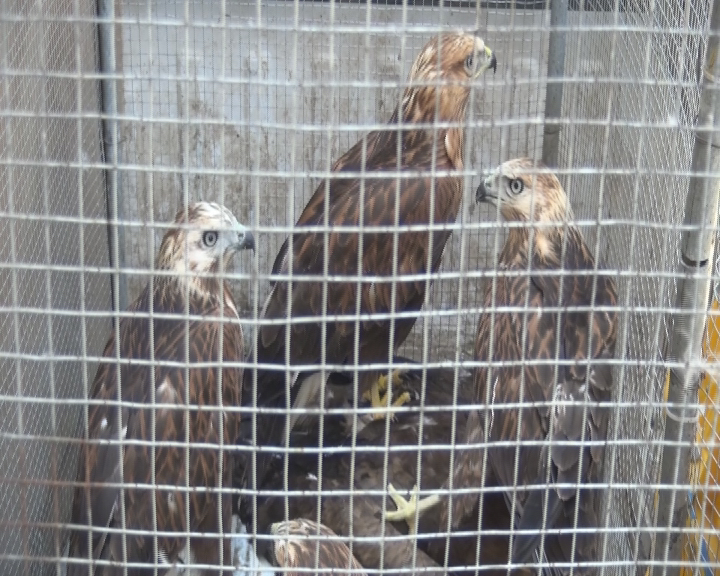 آزادسازی 11 پرنده شکاری در پناهگاه شیراحمد سبزوار