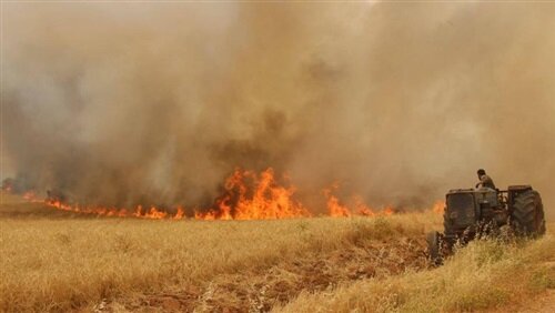 عامل آتش سوزی عمدی مزارع کشاورزی دستگیر شد
