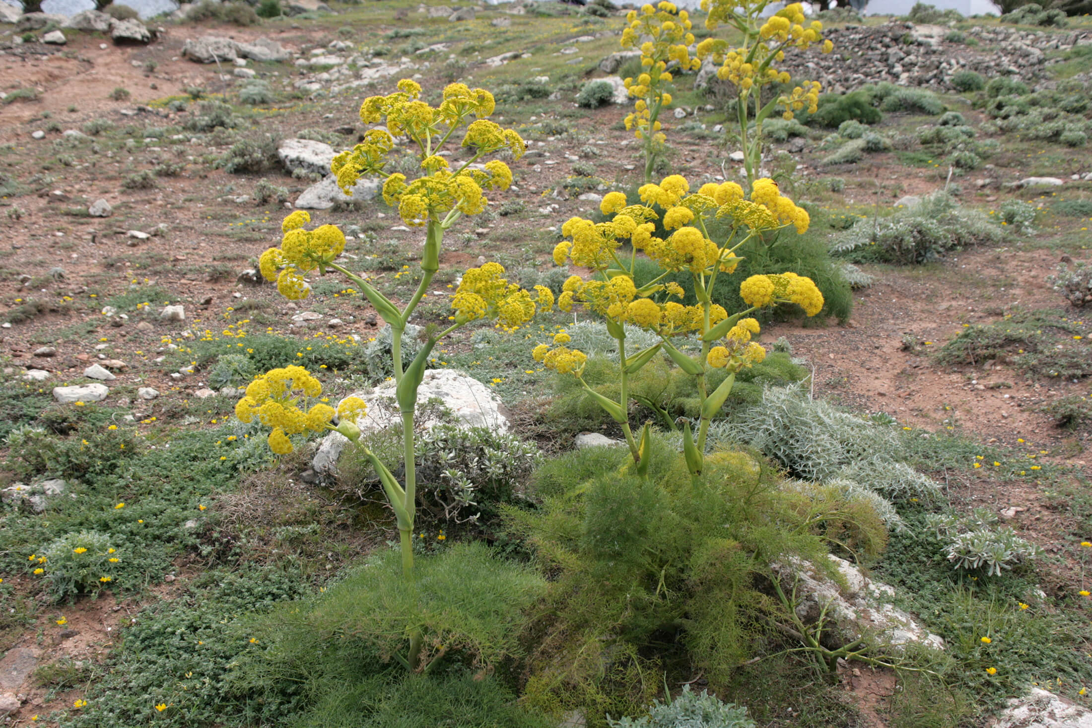 آنغوزه گیاهی کم آب بر با صرفه اقتصادی بالا