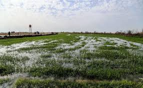 تخلیه زمین‌های کشاورزی خوزستان از سیلاب