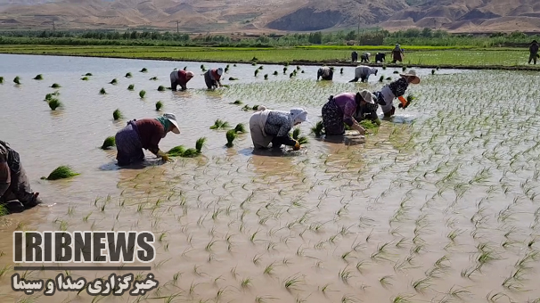 آغاز نشای  برنج درطارم زنجان