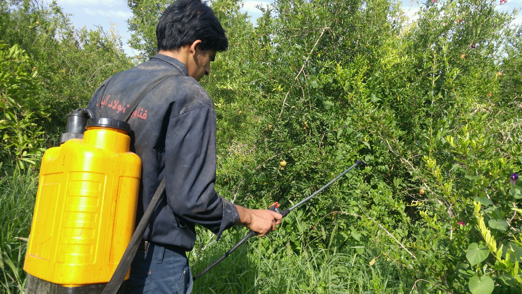 آغاز سمپاشی باغات عقدا در مبارزه با مگس مدیترانه ای