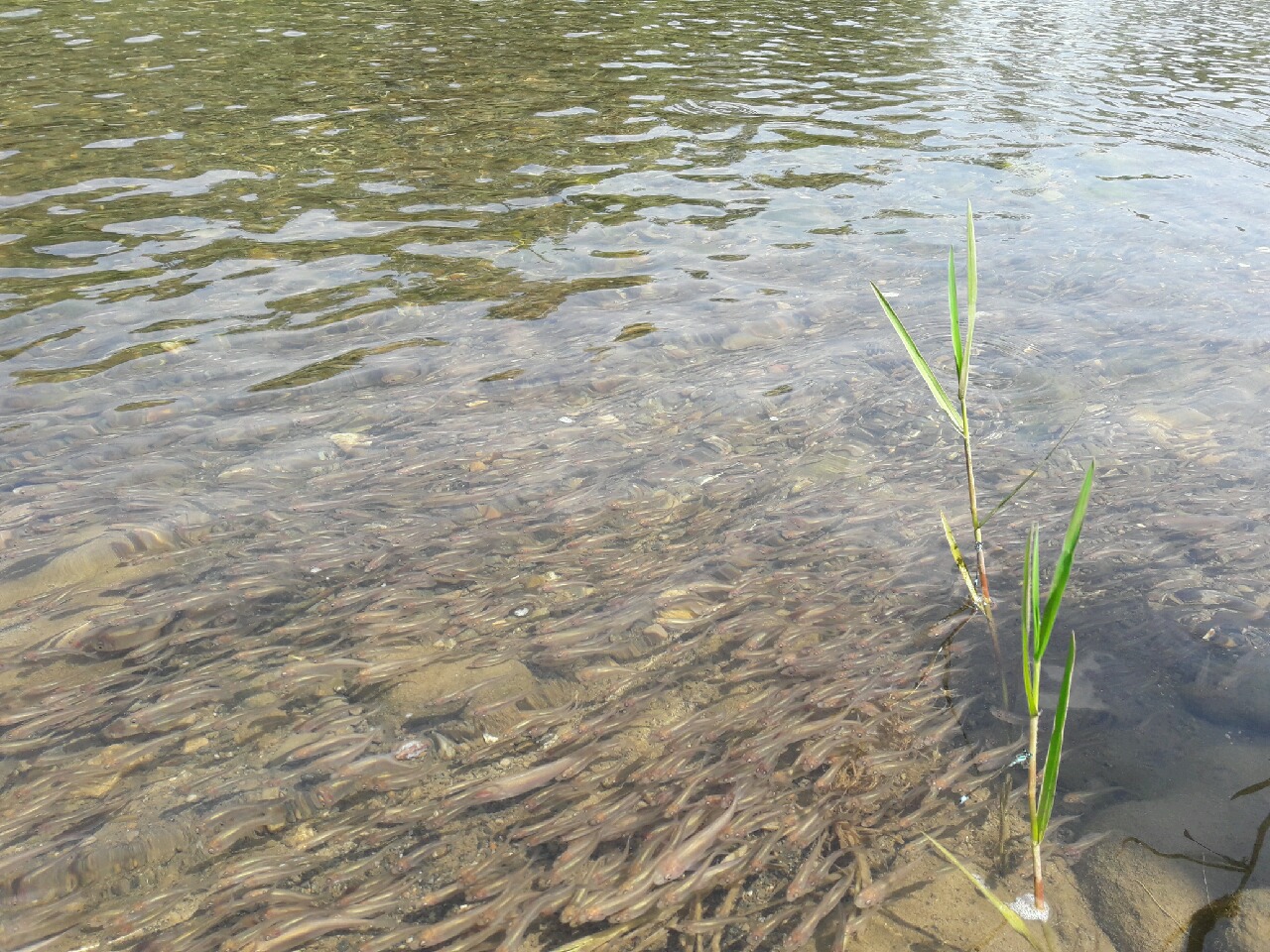 تداوم رهاسازی بچه ماهی در رودخانه ها