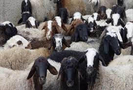 قاچاق ۹۰ راس گوسفند