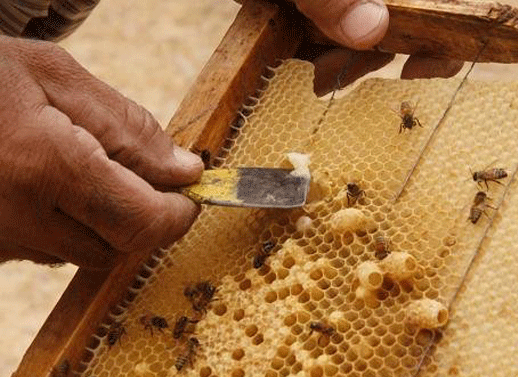تولید ٨ درصد عسل کشور در فارس