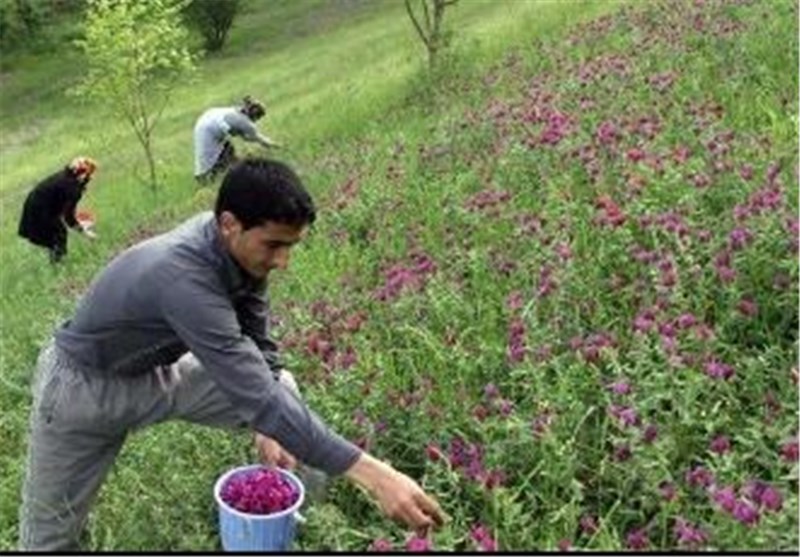 بفرمایید یک فنجان خاطره!