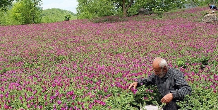 بفرمایید یک فنجان خاطره!