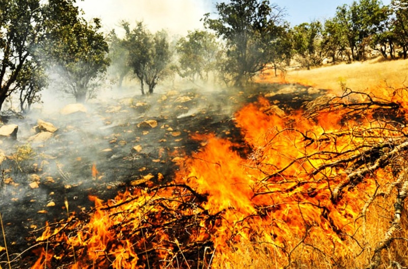 خسارت میلیاردی آتش به مراتع طبیعی