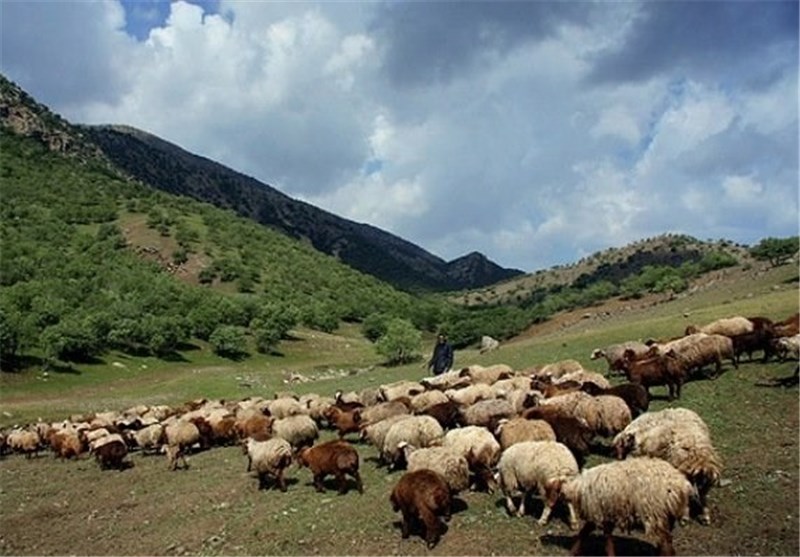 خواب آشفته‌ی جنگل بلوط...