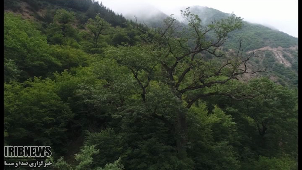 رسالت سخت ما برای مراقبت از مادر جنگل‌ها