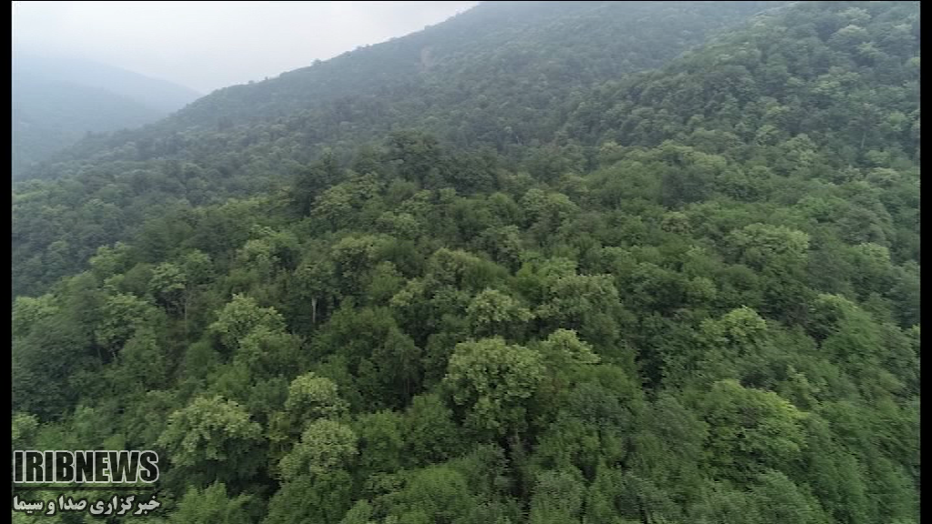 رسالت سخت ما برای مراقبت از مادر جنگل‌ها