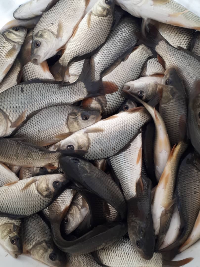 رها سازی ۱۰۵ هزار قطعه ماهی در استخر‌های ذخیره آب کشاورزی جهرم