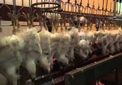 اخطار زیست محیطی به یک کشتارگاه صنعتی مرغ در فریمان