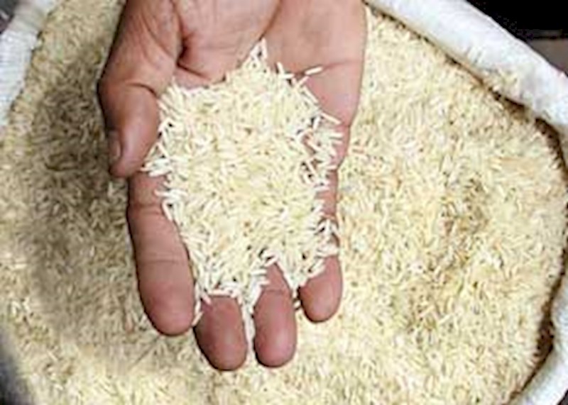 کاشت برنج در شالیزارهای چرداول