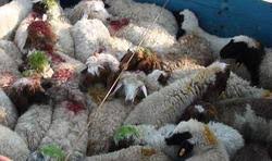 کشف گوسفند قاچاق در قیروکارزین