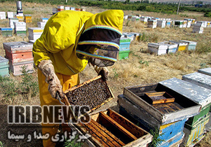 افزایش سه برابری تولید عسل در مهاباد