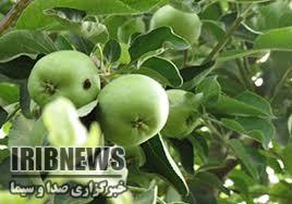 آغاز مبارزه با نسل دوم و سوم کرم سیب در مهاباد