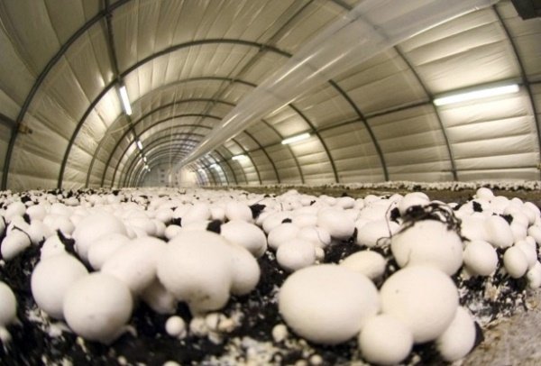 تولید حدود دو هزار تن قارچ در مرودشت