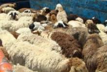 کشف 28 رأس گوسفند فاقد مجوز دامپزشكي در درمیان