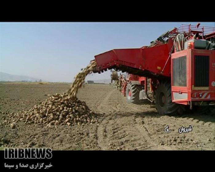 تصفیه 58هزار تن شکر خام در کارخانه قند شیروان