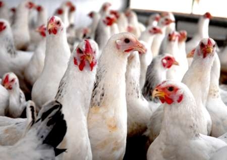 کشف 1200 قطعه مرغ زنده قاچاق در لردگان