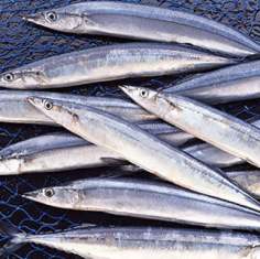 صید بیش از یک هزار تن ماهی کیلکا در مازندران