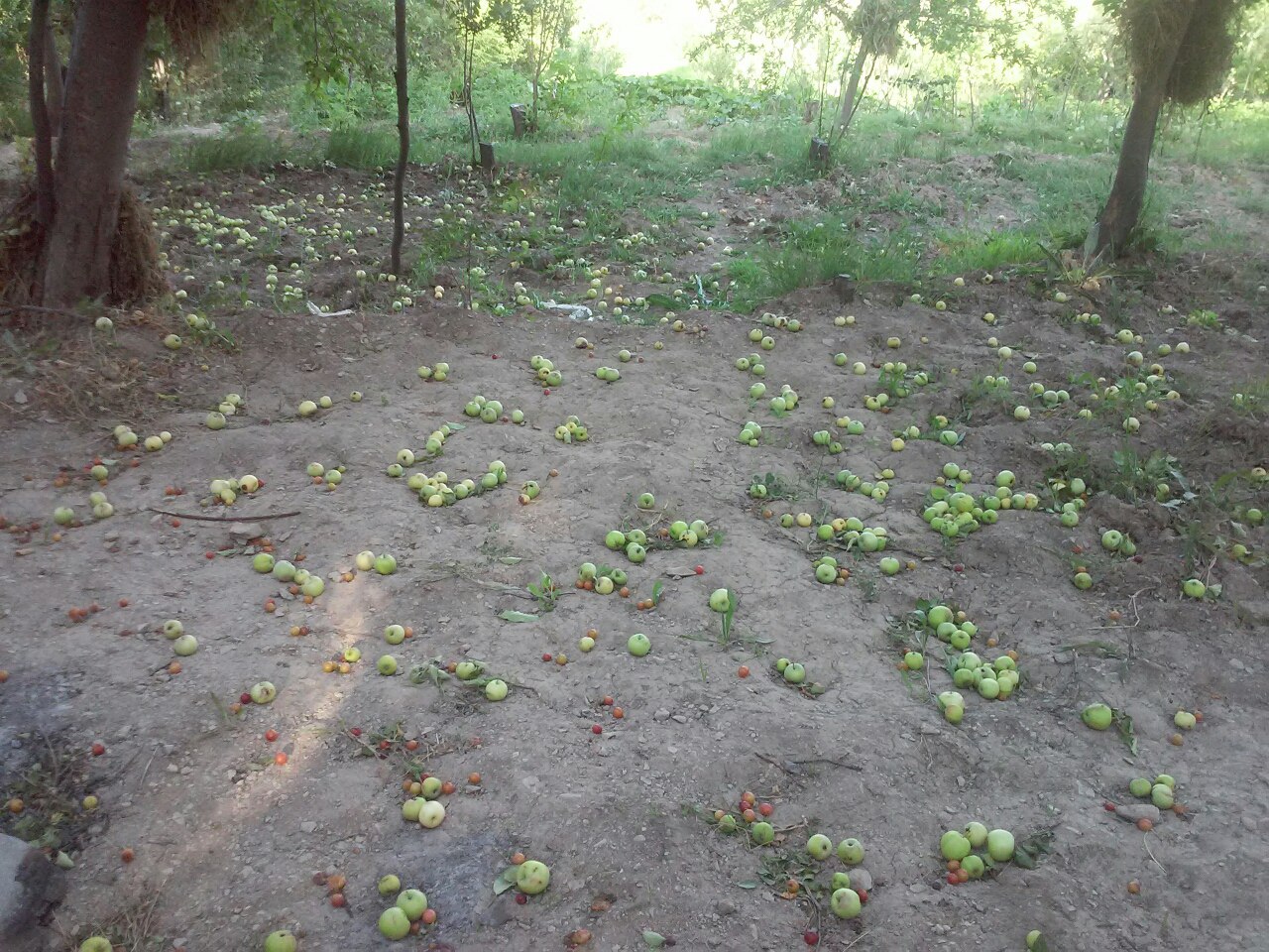 خسارت میلیاردی باد و طوفان به باغداران و کشاورزان بایگی