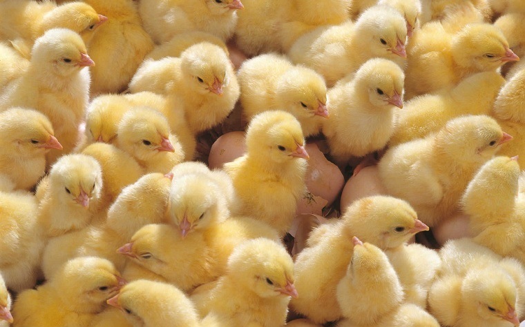 بیش از ۷ میلیون قطعه جوجه‌ریزی در واحد‌های مرغ گوشتی فارس