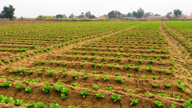 آغاز کشت گوجه فرنگی نشایی